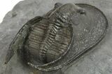 Detailed Scotoharpes Trilobite - Boudib, Morocco #289444-5